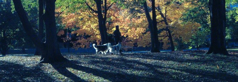 Perfect Behavior Dog Training
