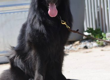 Royal Tribes K9