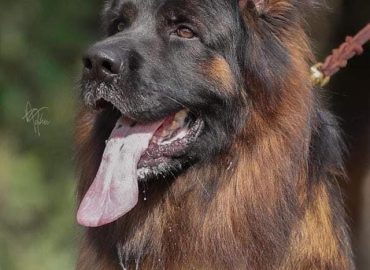 Royal Tribes K9