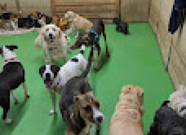 Camp Ruff-N-More