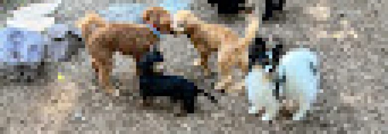 Blue Dog Training & Behavior