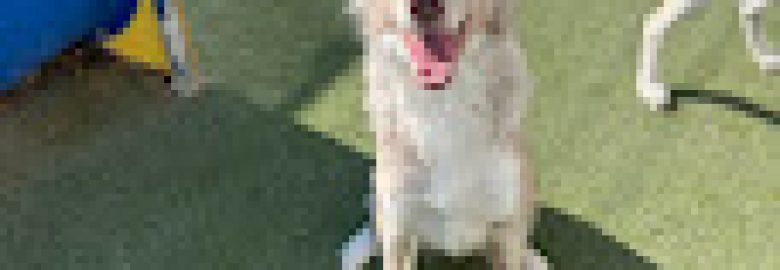 Intermountain Pet Lodge