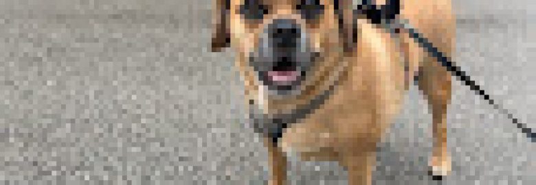 The Dog Walker FL