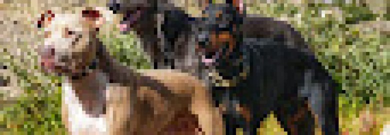 Flash Dog Training, LLC