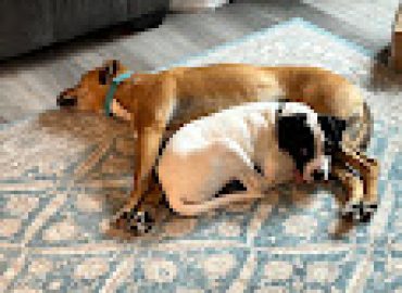 Absolute Alpha Dog Training