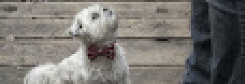 Mr. Dog Training